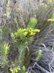 Erica viscaria