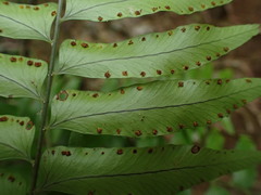 Arthropteris neocaledonica