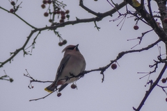 Bombycilla garrulus