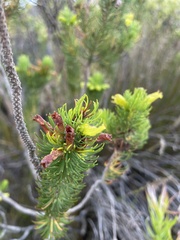 Erica viscaria