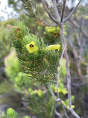 Erica viscaria