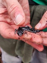 Plethodon fourchensis