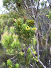 Erica viscaria