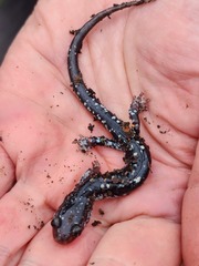 Plethodon fourchensis