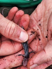 Plethodon fourchensis