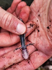 Plethodon fourchensis