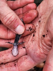 Plethodon fourchensis