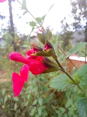 Image of Salvia microphylla