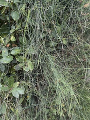 Equisetum ramosissimum