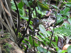 Dysithamnus mentalis