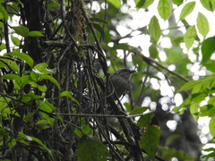 Dysithamnus mentalis