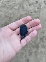 Mytilus galloprovincialis