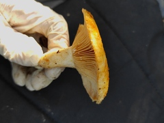 Lactarius mairei