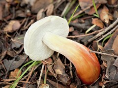 Xerocomellus mendocinensis