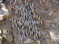 Albinaria caerulea