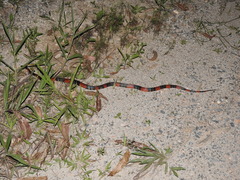 Oxyrhopus guibei