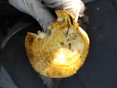 Lactarius mairei