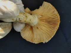 Lactarius mairei