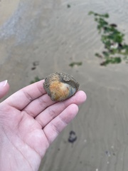 Mactra stultorum