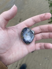 Mactra stultorum