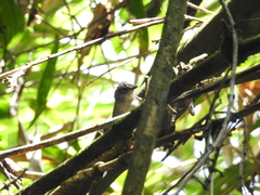 Myiothlypis leucoblephara