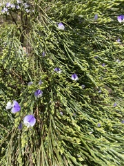 Psoralea aphylla