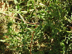 Genista tridentata