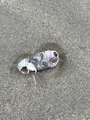 Perforatus perforatus