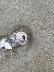 Perforatus perforatus