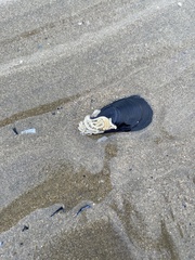 Mytilus galloprovincialis