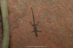 Cnemaspis peninsularis