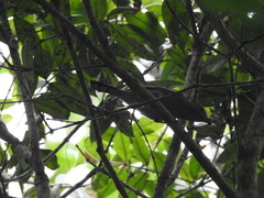 Pachyramphus polychopterus