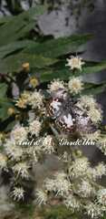 Chiomara asychis