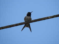 Calliphlox amethystina