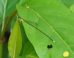 Minagrion mecistogastrum