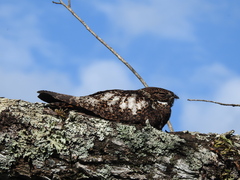 Short-Tailed Nighthawk photo 2