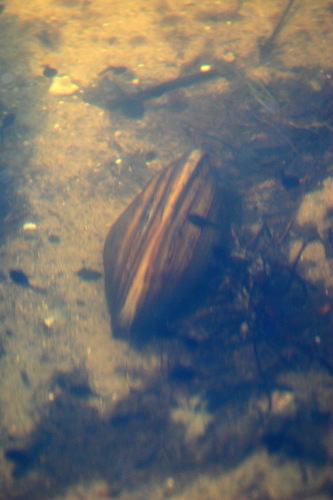Anodonta cygnea