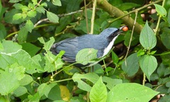 Melanotis hypoleucus