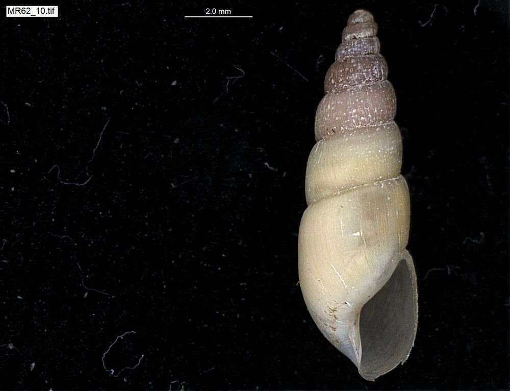 Indonesian Awlsnail (Gastropoda (snails and slugs) of the Chagos Archipelago) · iNaturalist