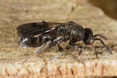 Glyphomerus stigma