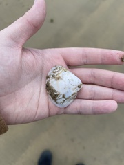 Mactra stultorum
