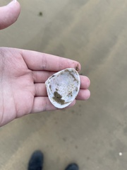 Mactra stultorum