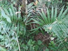 Zamia loddigesii