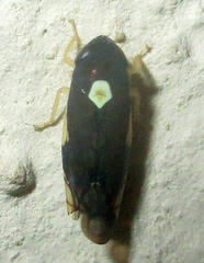 Scaphoidophyes pyrus