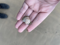 Acanthocardia tuberculata
