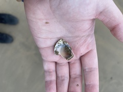 Acanthocardia tuberculata