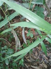 Zamia loddigesii