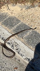 Dispholidus typus typus