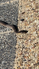 Dispholidus typus typus