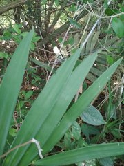 Zamia loddigesii